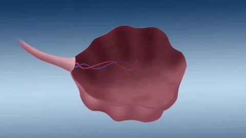 Ovulation in the Ovary, Labeled 動画素材 194822864