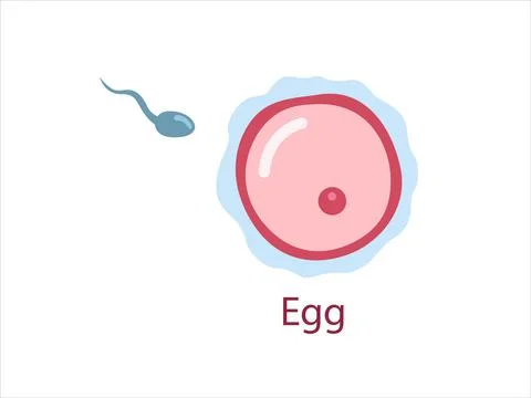 Ovule with sperm Stock Illustration