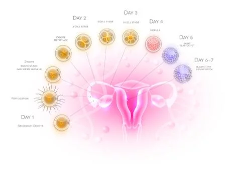 Ovultation, Fertilization Stock Illustration