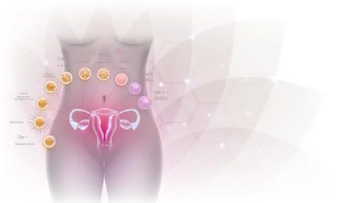 Ovultation, Fertilization Stock Illustration