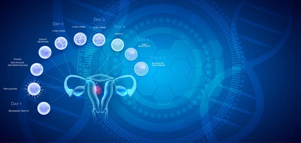 Ovultation, Fertilization Stock Illustration