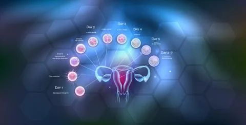 Ovultation, Fertilization Ilustração Stock