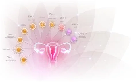Ovultation, Fertilization Ilustração Stock