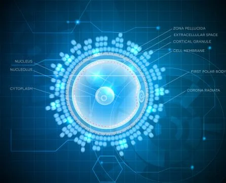 Ovum abstract background Stock Illustration