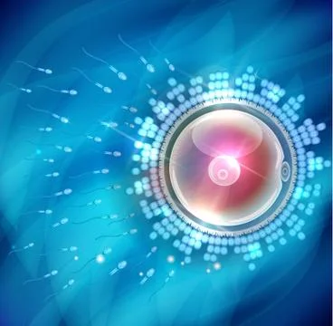 Ovum fertilization blue background Stock Illustration
