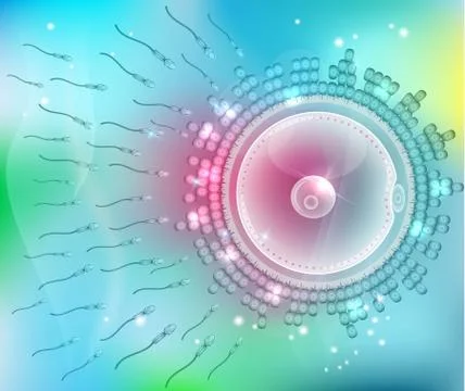 Ovum fertilization Stock Illustration