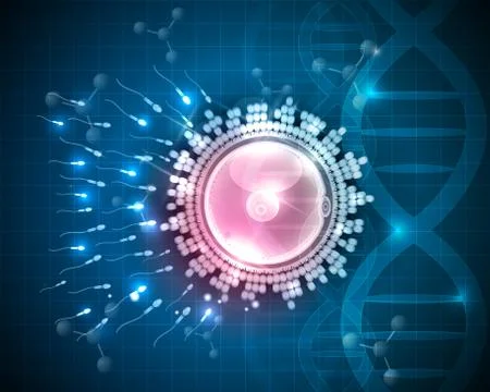 Ovum fertilization Stock Illustration