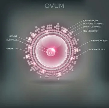 Ovum Stock Illustration