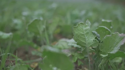 Ow-angle view of fresh green leaves in vibrant field, showcasing natural Vidéo 293492818