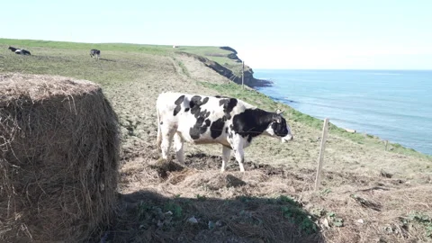 Ow Feeding from Haystack by the Cantabrian Sea Stock Footage 311009557