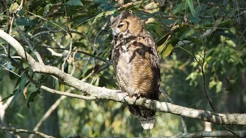 Ow on treel Stock Footage 103229850