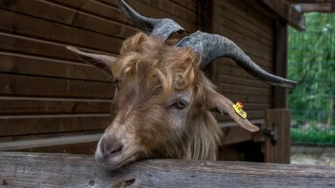 Owambo goat Stock Photos