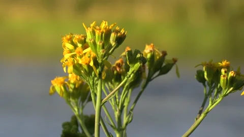 Owens River Flower, River in the Background Bishop CA Stock Footage 136907912
