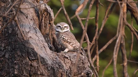 Owl 01 Stock Footage 258024574