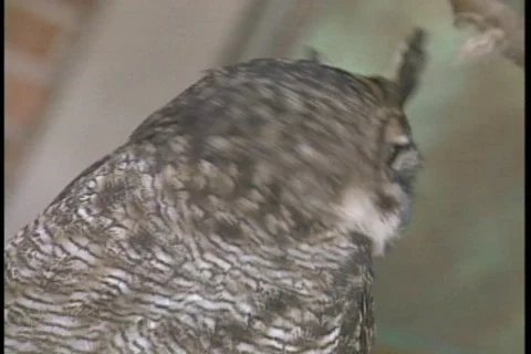 Owl - 015260005 Stock Footage 844815