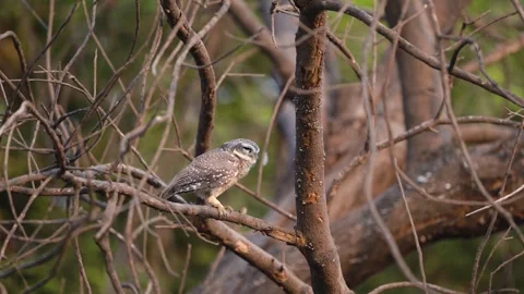 Owl 02 Video stock 258024593