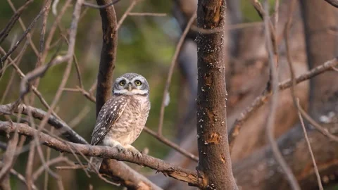 Owl 03 Stock Footage 258024862