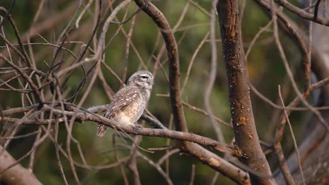 Owl 04 Video stock 258024650