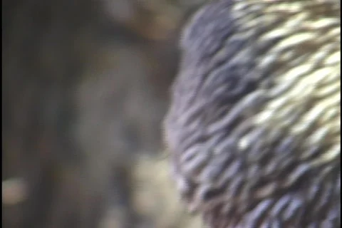 Owl 1 Stock Footage 297976