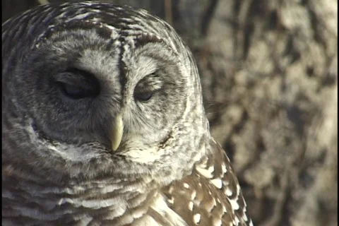 Owl 2 Stock Footage 297979