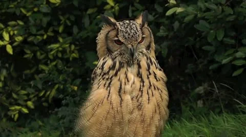 Owl 2 Stock Footage 12521403