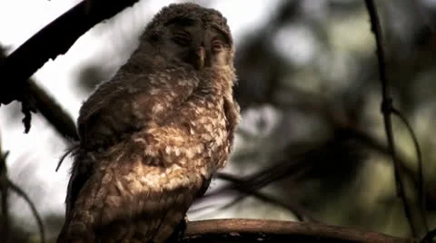 Owl 2 Stock Footage 25858780