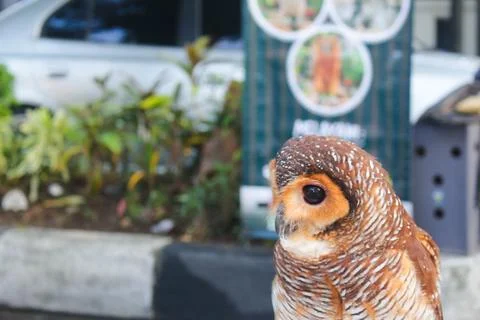 Owl 2 Foto stock