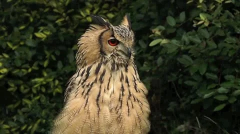 Owl 3 Stock Footage 12521398