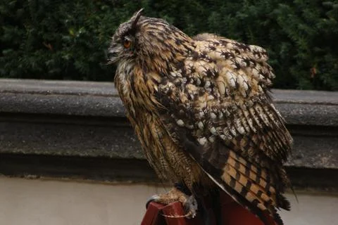 Owl 3 Stock Photos