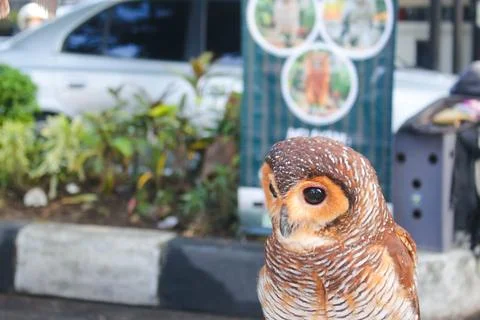 Owl 3 Foto stock