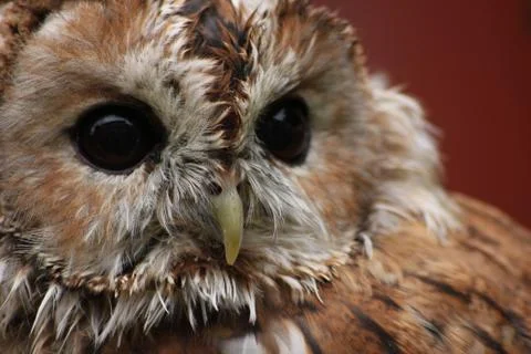 Owl 4 Stock Photos