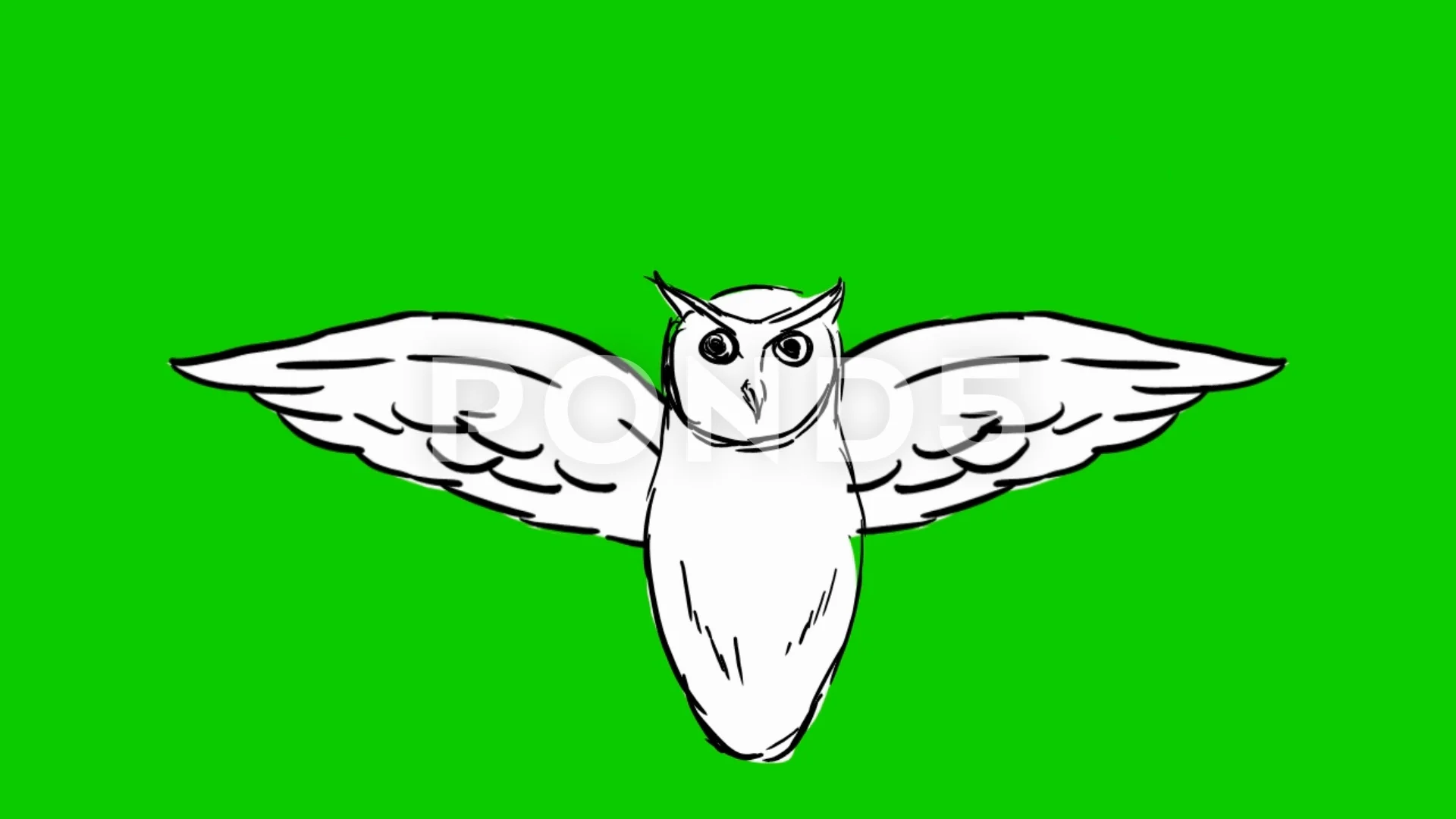 animated owl flying