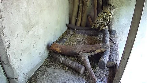 Owl are sitting on the cage Stock Footage 154249937