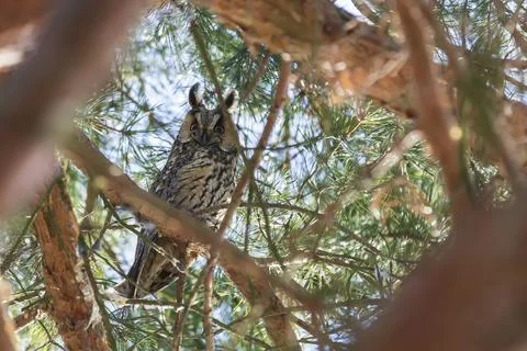 Owl Asio otus - Long-eared Owl resting by day in the branches of an ever gree Stock Photos