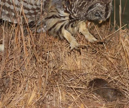 Owl attacking mouse Stock Photos
