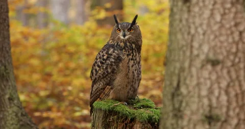 Owl in autumn. Eagle owl, Bubo bubo, perched in colorful autumn forest. Stock Footage 221197326