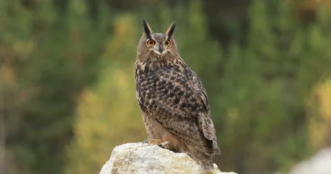 Owl in autumn. Eagle owl, Bubo bubo, perched in colorful autumn forest. Stock Footage 221198544