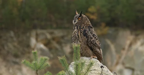 Owl in autumn. Eagle owl, Bubo bubo, perched on stone in colorful fall forest. Stock Footage 221200615