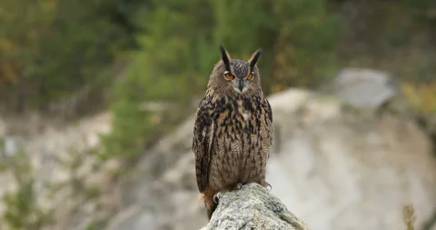 Owl in autumn. Eagle owl, Bubo bubo, perched on stone in colorful autumn forest Stock Footage 283465196