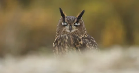 Owl in autumn. Portrait of eagle owl, Bubo bubo, perched in colorful forest. Stock Footage 243822367