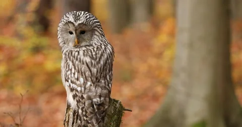 Owl in autumn. Ural owl, Strix uralensis, perched in colorful beech forest. Stock Footage 221104553