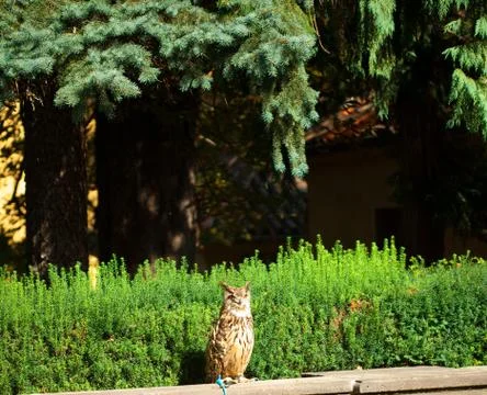 Owl on a background of green grass Foto stock