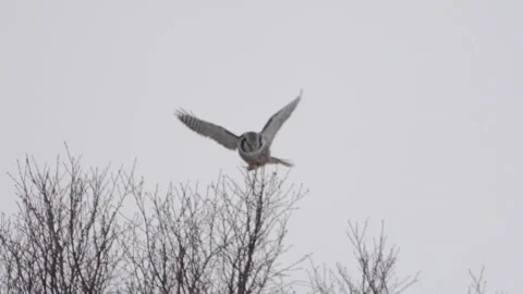 Owl balancing in tree Video stock 243226562