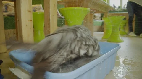 The owl is bathing in a basin. Owl Zoo Theater, where visitors can visit the Stock Footage 156883161