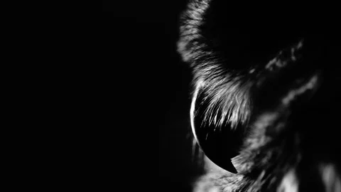Owl beak in the backlit. Closeup. Black and white shot. Stock-Footage 72247718