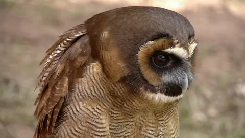 Owl Behavior Displayed Through Sequential Visuals 動画素材 332126783