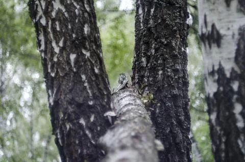 Owl on a birch tree in the forest in the summer Stock Photos