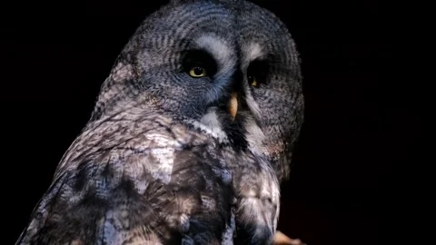 Owl bird with black background Stock-Footage 270817110