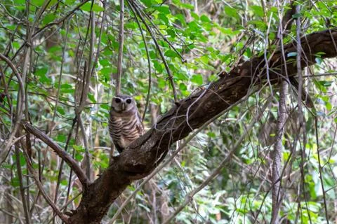 An owl bird in the branches on a tree Stock Photos
