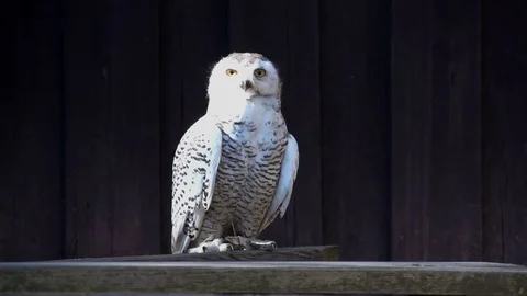 Owl bird flying in slow motion. wildlife animals background 動画素材 72865305